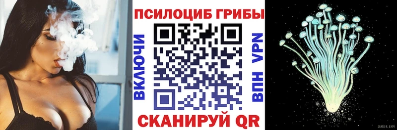 как найти закладки  Каргополь  Псилоцибиновые грибы Cubensis 